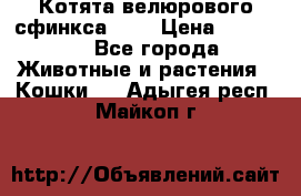 Котята велюрового сфинкса. .. › Цена ­ 15 000 - Все города Животные и растения » Кошки   . Адыгея респ.,Майкоп г.